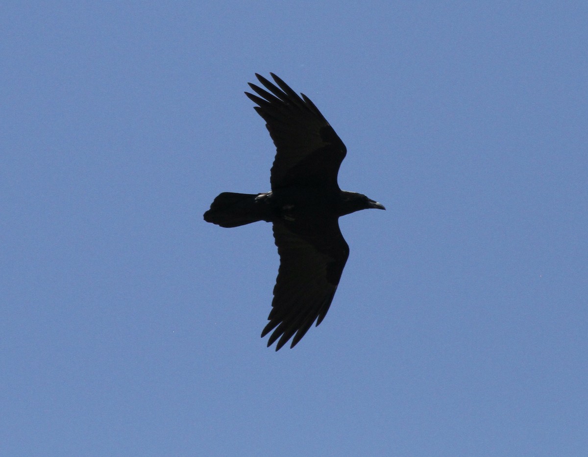 Common Raven - ML535612901