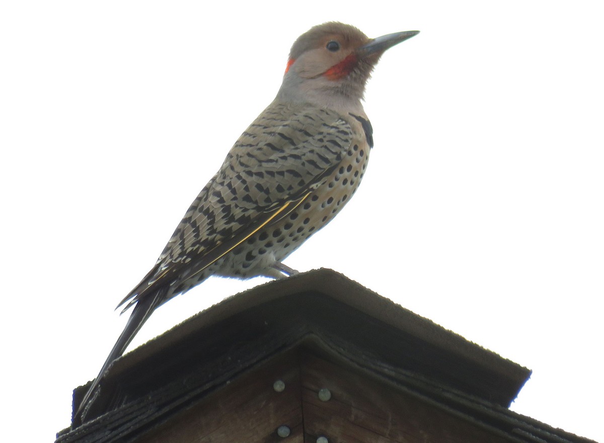 Northern Flicker (Yellow-shafted x Red-shafted) - ML53561461