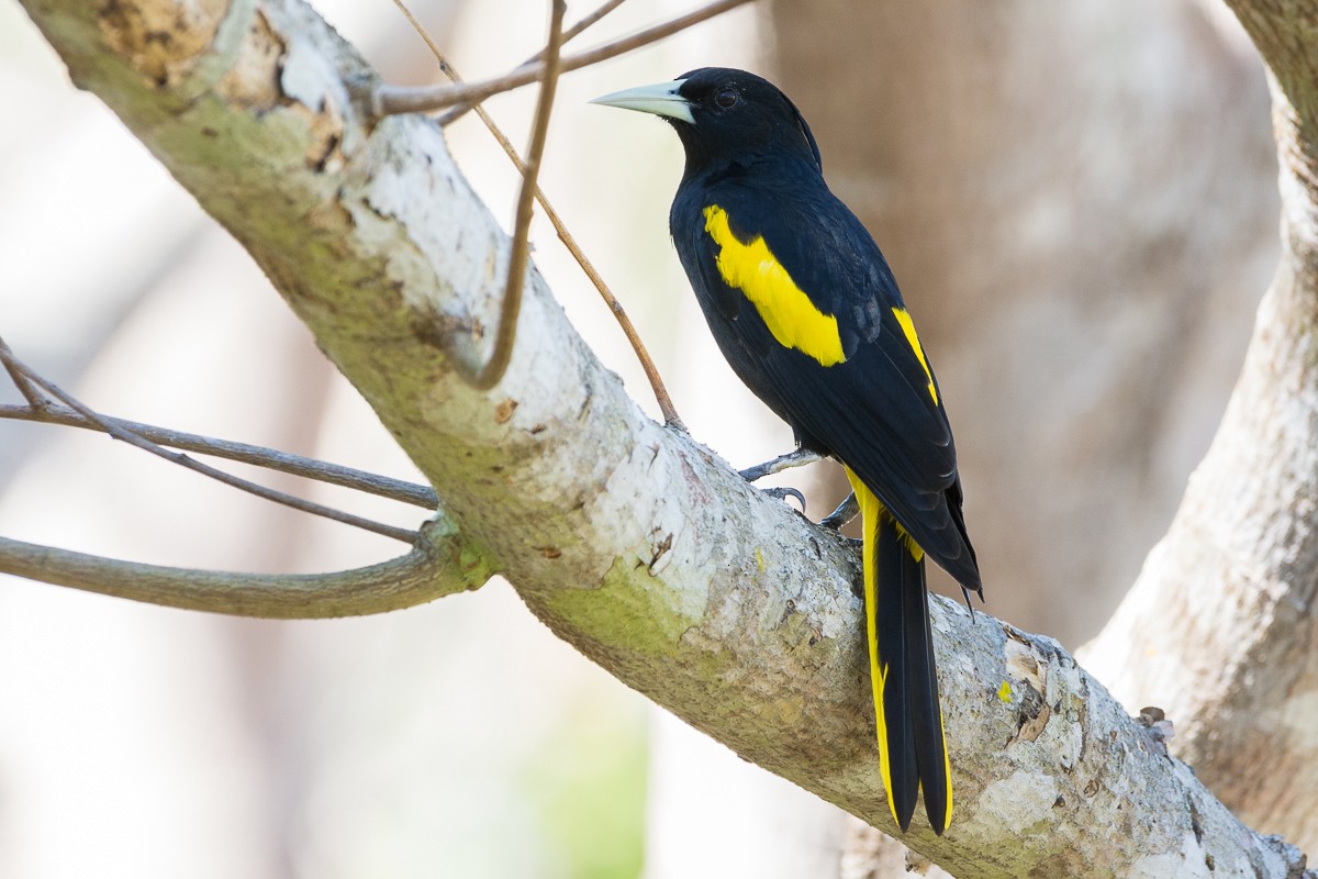 Yellow-winged Cacique - ML535614771