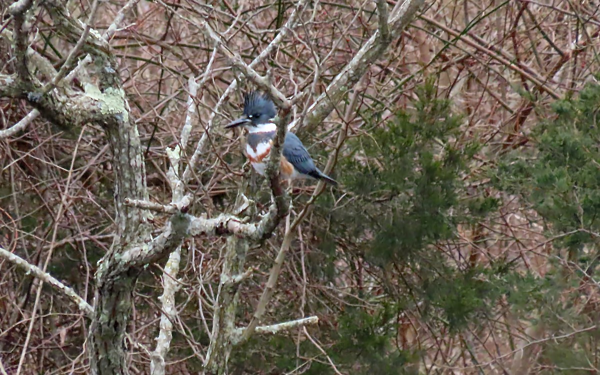 Belted Kingfisher - ML535614931