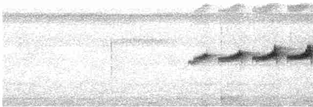 Gray-bellied Antbird - ML535616161