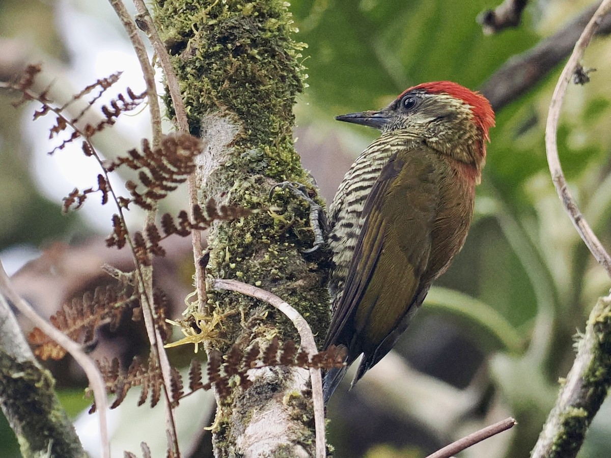Bar-bellied Woodpecker - ML535621041