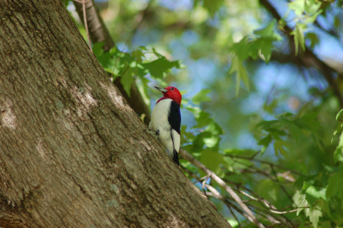 Red-headed Woodpecker - Keith Leonard