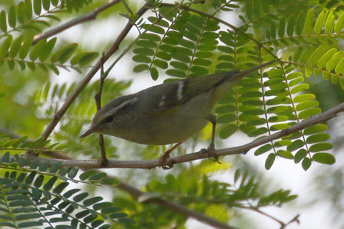 Yellow-browed Warbler - ML535624801