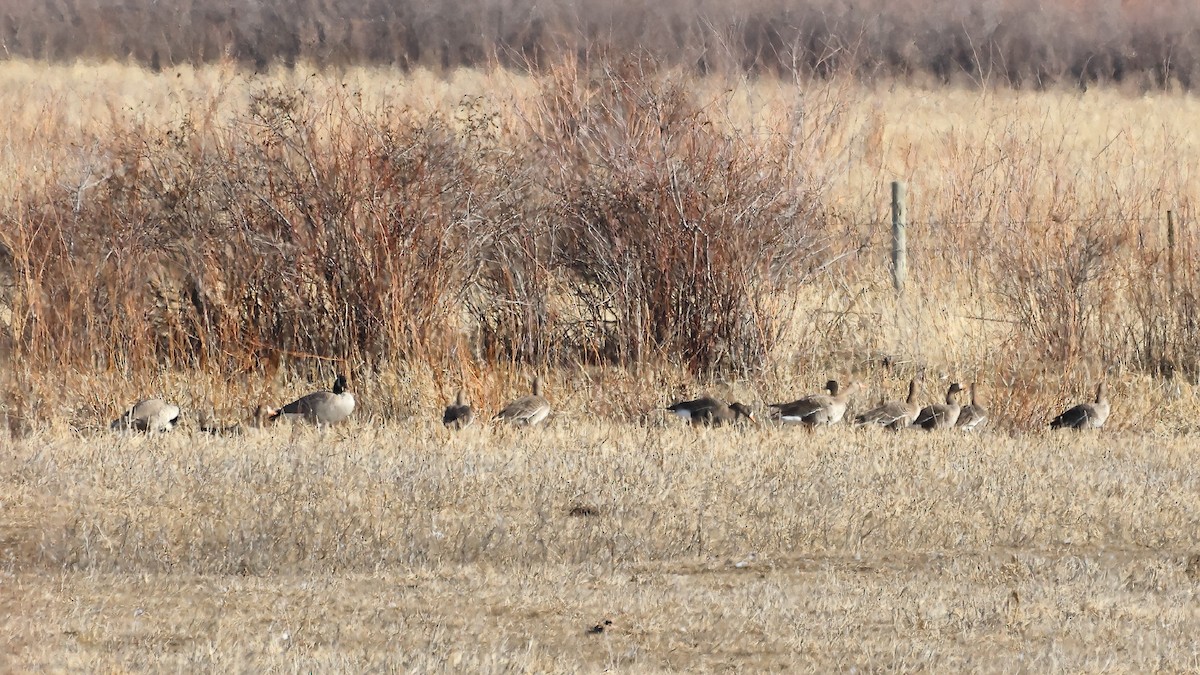 Greater White-fronted Goose - ML535624821