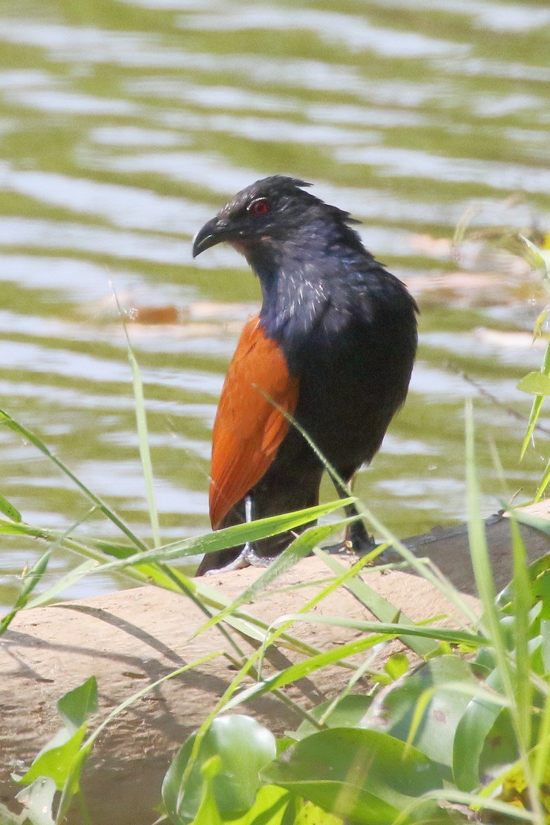 Greater Coucal - ML535625231