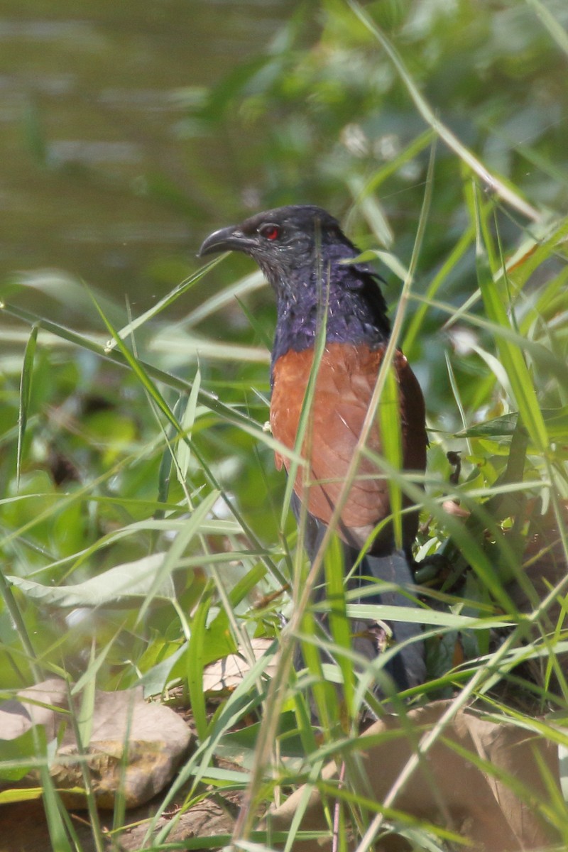Greater Coucal - ML535625371