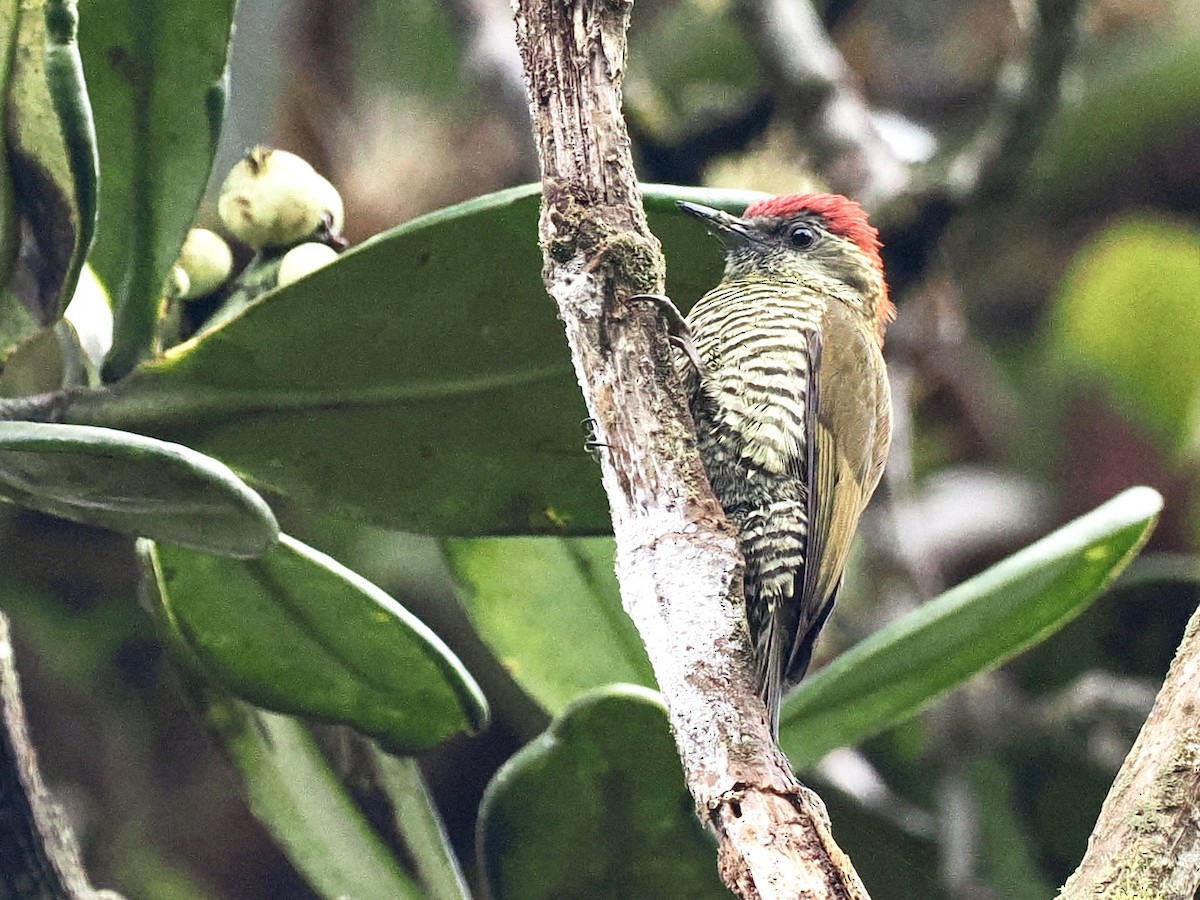 Bar-bellied Woodpecker - ML535625961