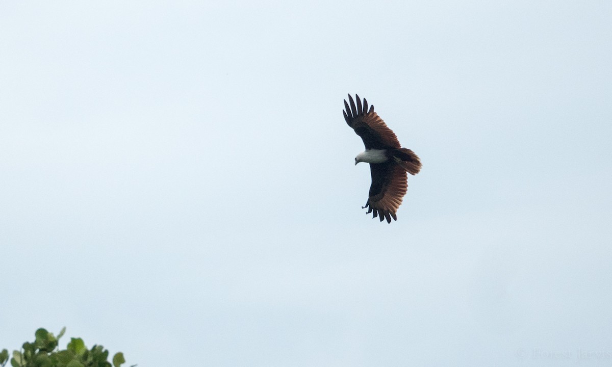 Brahminy Kite - Forest Botial-Jarvis