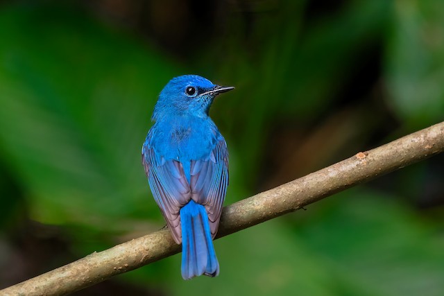 Pale Blue Flycatcher - eBird