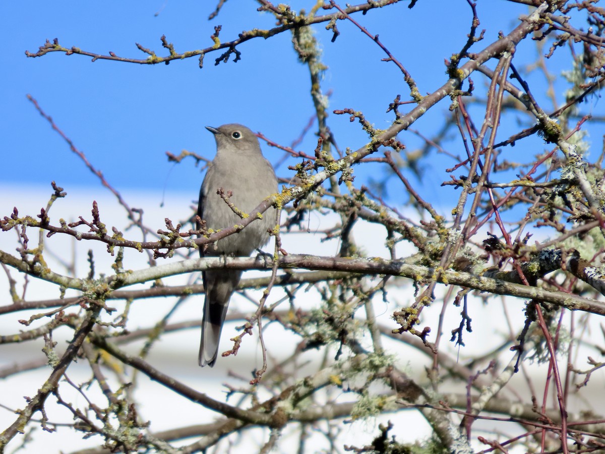 Townsend's Solitaire - ML535634931