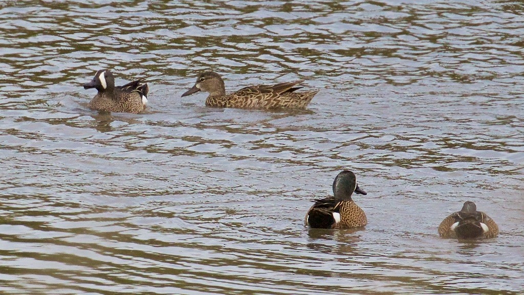 Blue-winged Teal - ML53563701