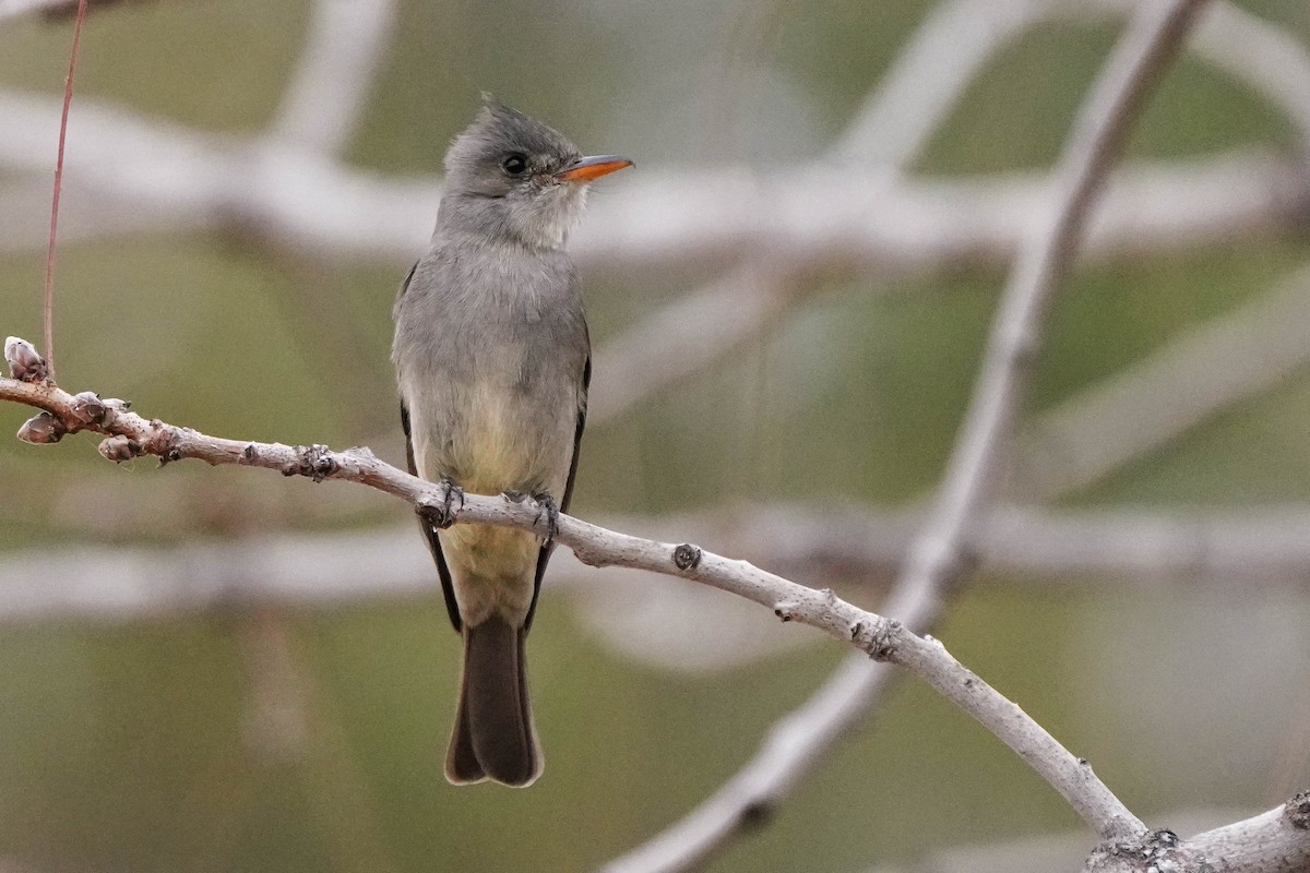 Greater Pewee - ML535641791