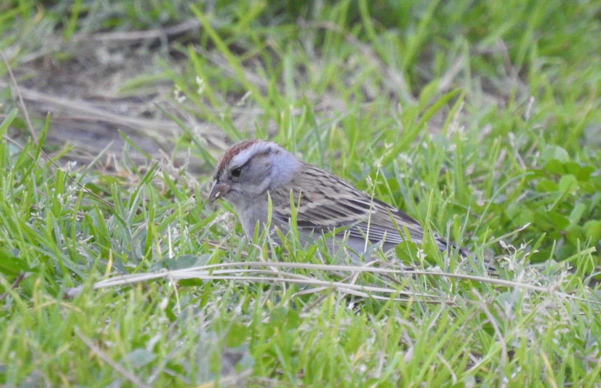 Chipping Sparrow - ML535643491