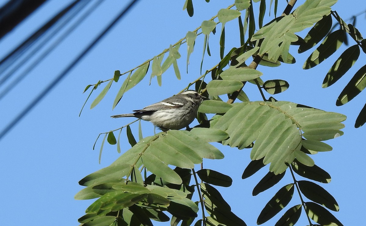 Black-throated Gray Warbler - ML535643771