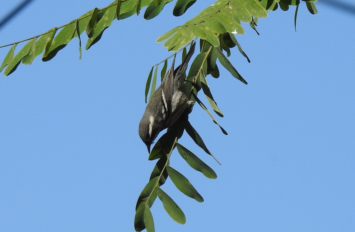 Black-throated Gray Warbler - ML535643801