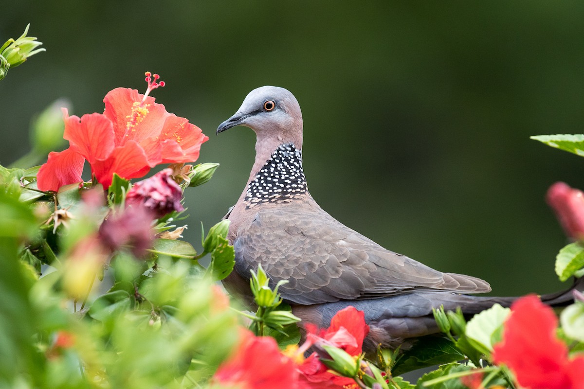 Spotted Dove - ML53564701
