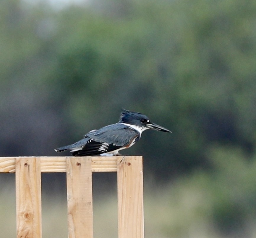 Belted Kingfisher - ML535659501