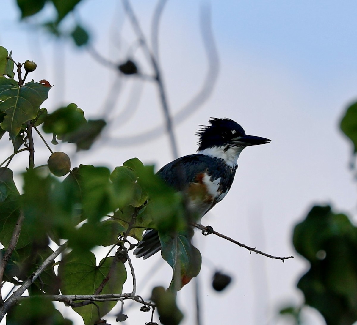 Belted Kingfisher - ML535659511