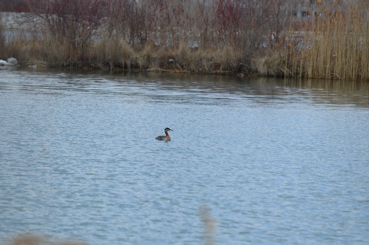 Red-necked Grebe - ML53566091