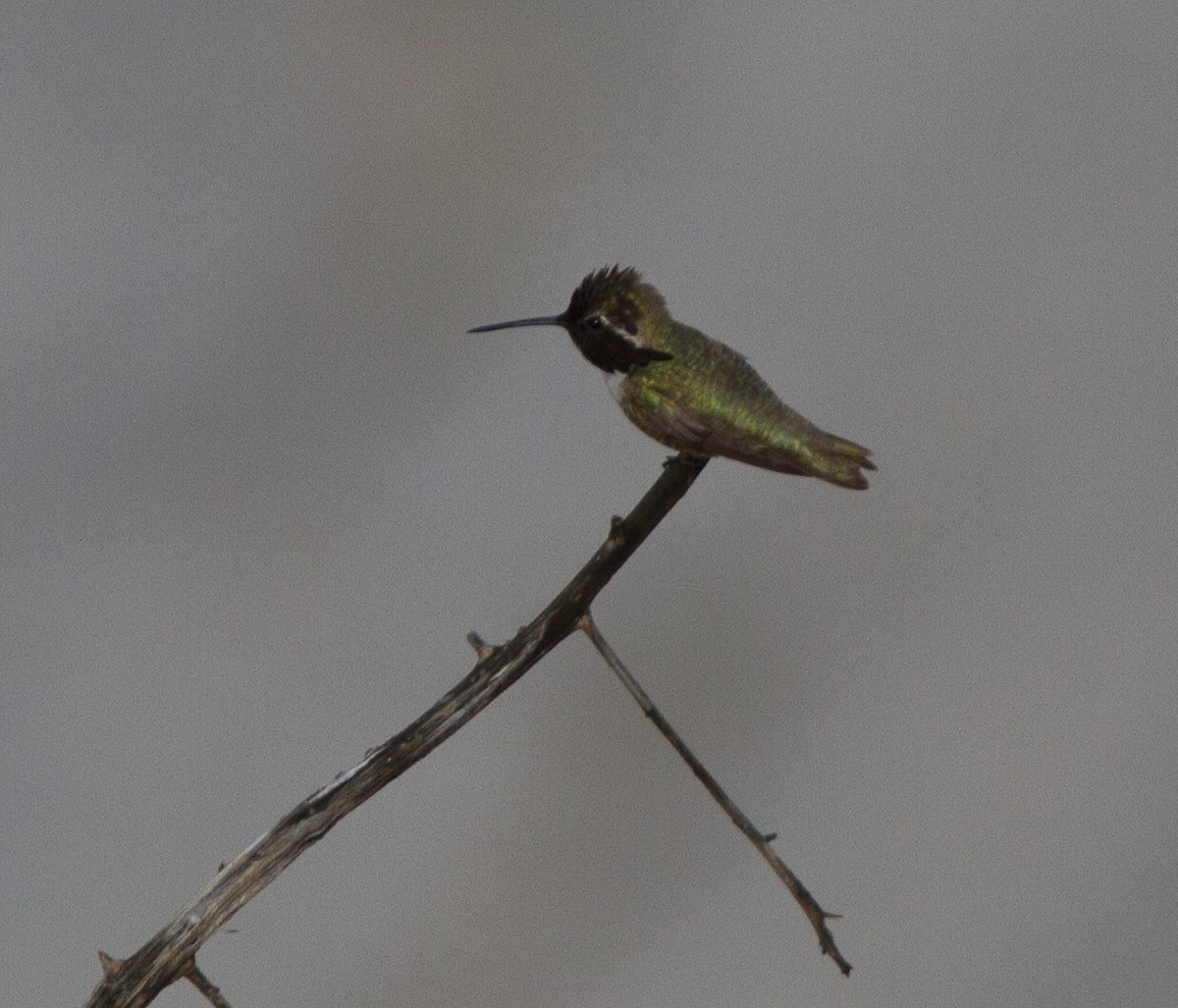 Costa's Hummingbird - Adam Searcy