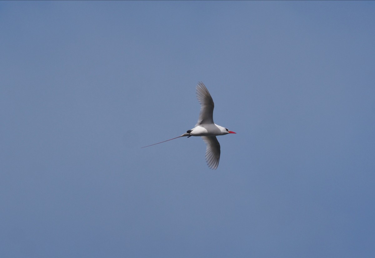 Red-tailed Tropicbird - ML535663151