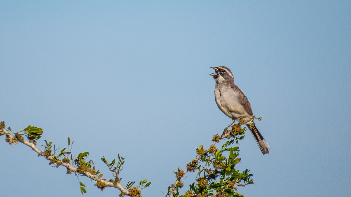 Black-throated Sparrow - ML535663341