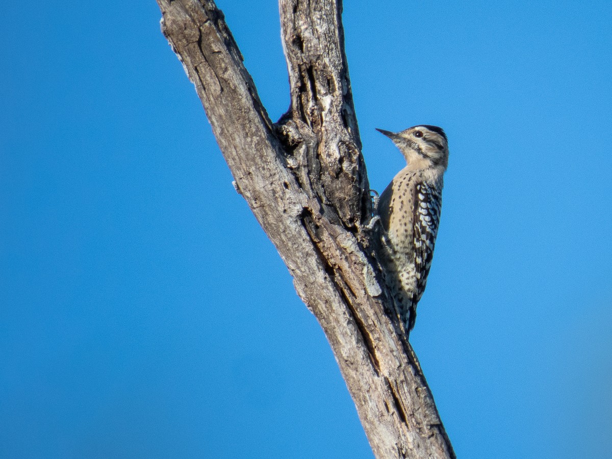 Ladder-backed Woodpecker - Aquiles Brinco