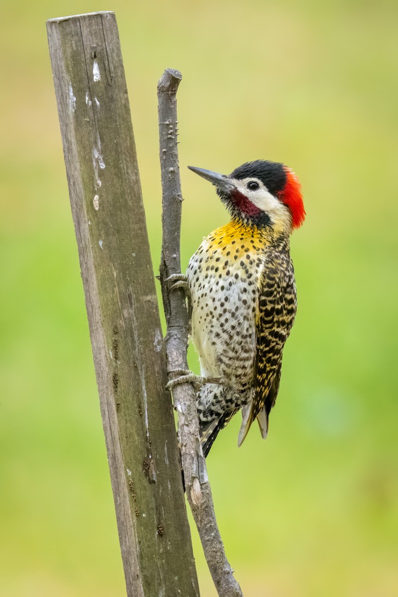 Green-barred Woodpecker - Marcelo  Telles