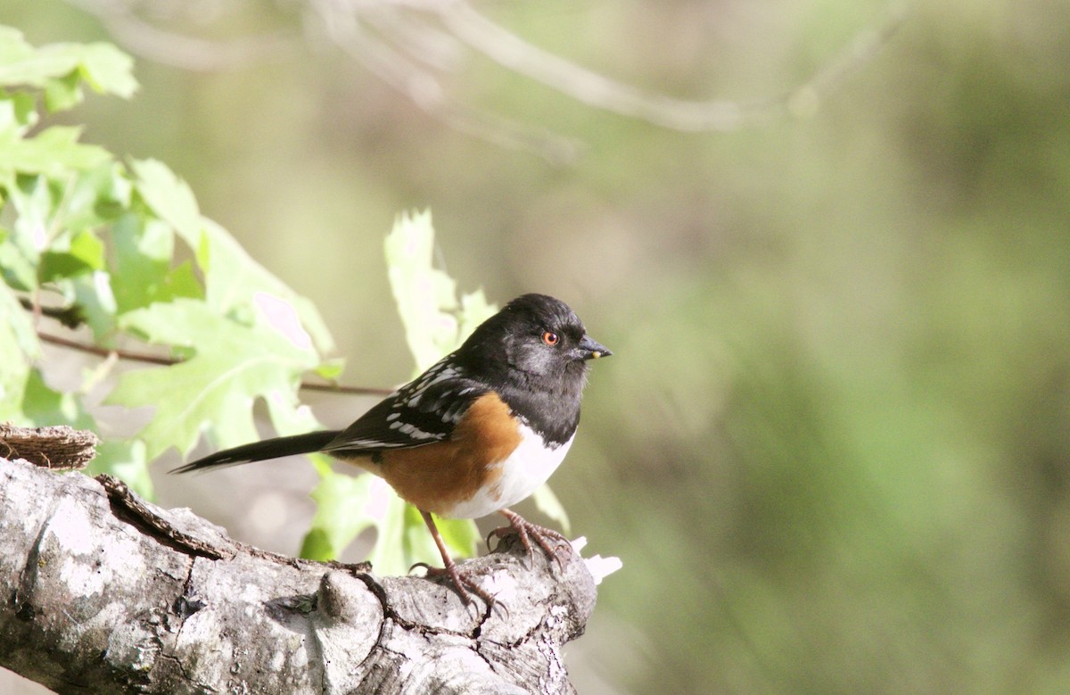 Spotted Towhee - ML53566841