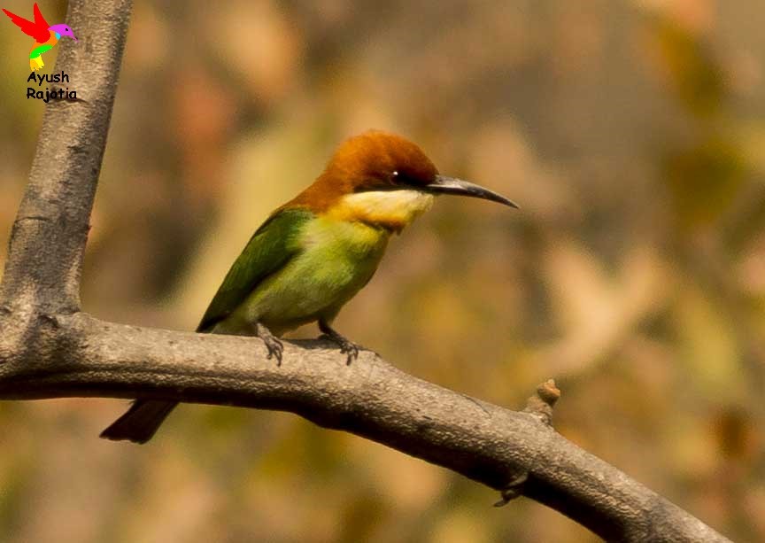 Chestnut-headed Bee-eater - Ayush Rajotia