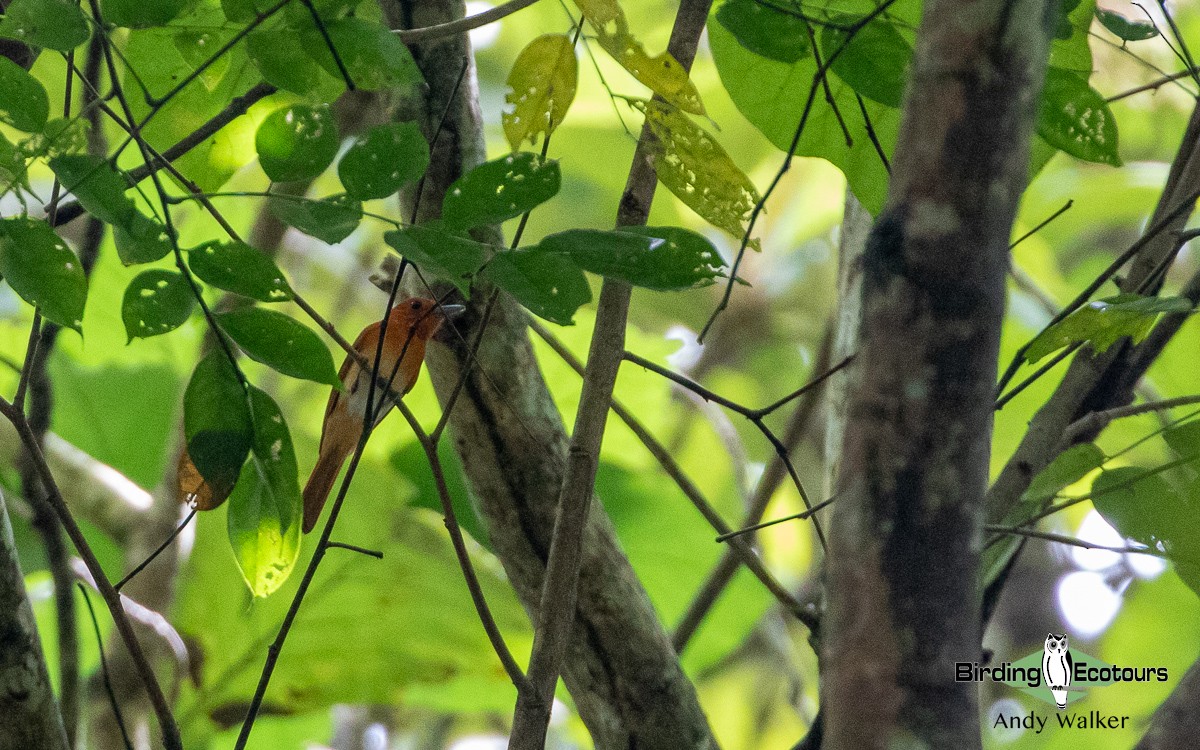 Rufous Paradise-Flycatcher (Southern) - ML535681421