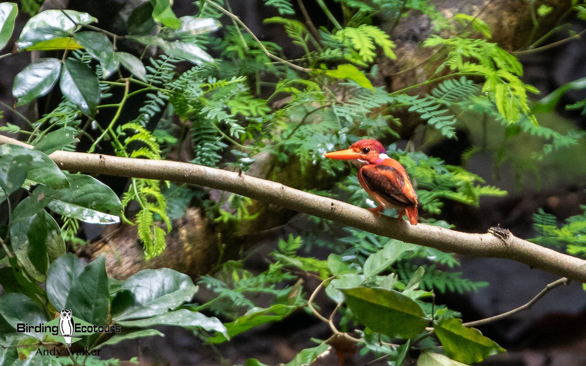 Philippine Dwarf-Kingfisher (Mindanao) - Andy Walker - Birding Ecotours