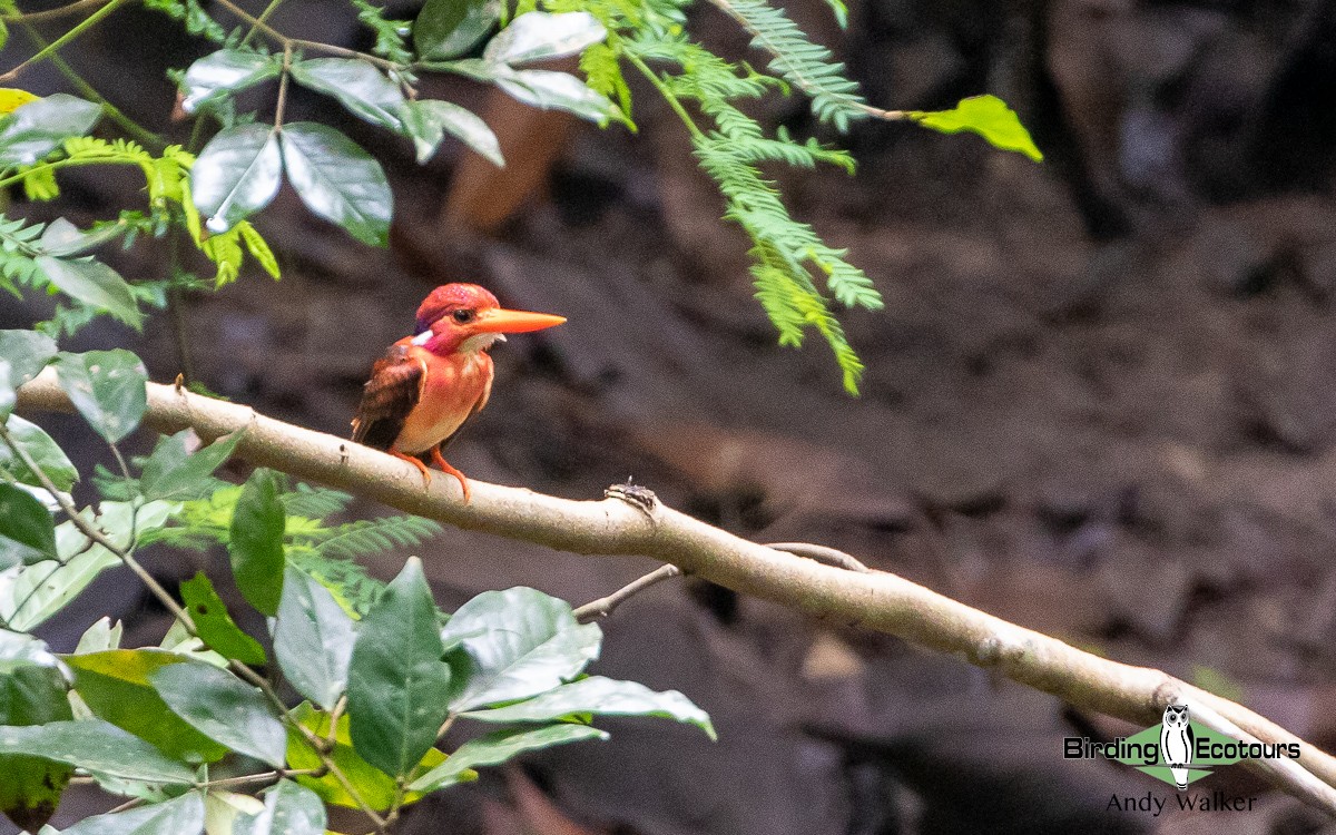 Philippine Dwarf-Kingfisher (Mindanao) - ML535681581