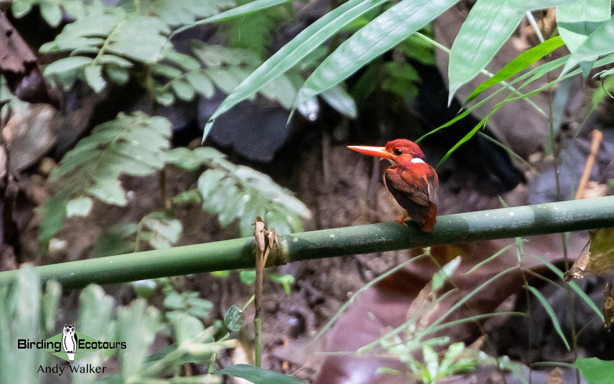 Philippine Dwarf-Kingfisher (Mindanao) - ML535681591