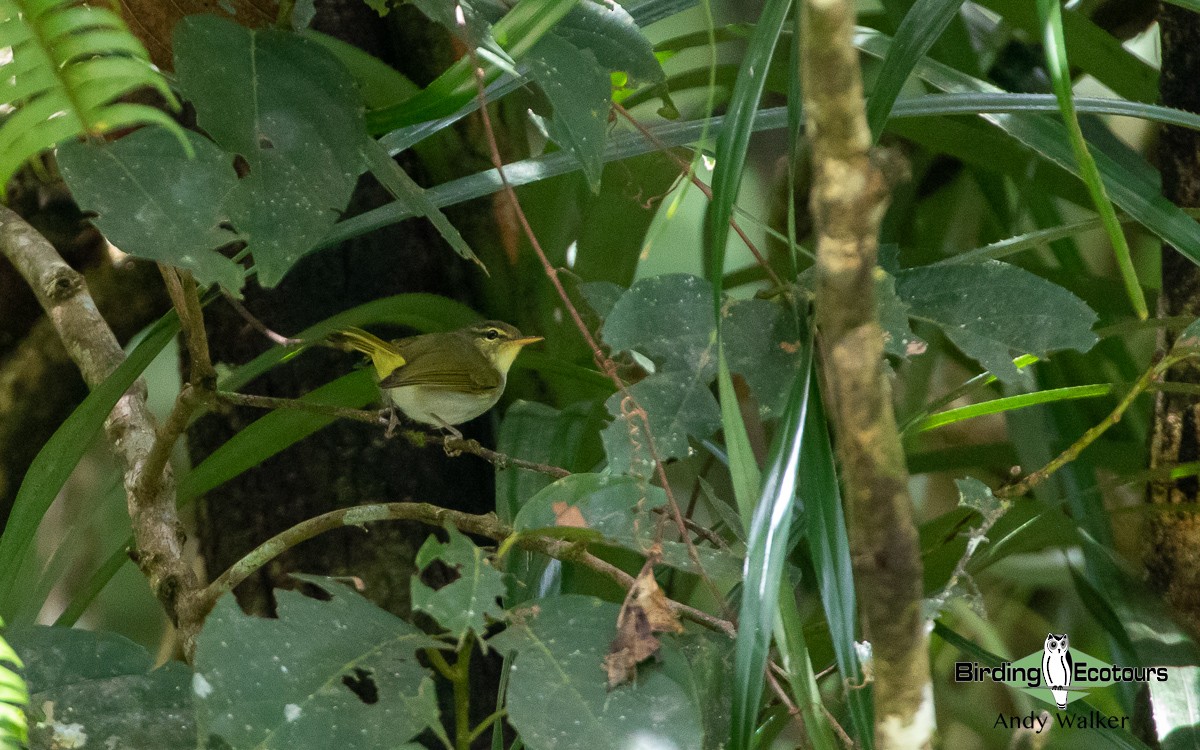 Lemon-throated Leaf Warbler - ML535682811