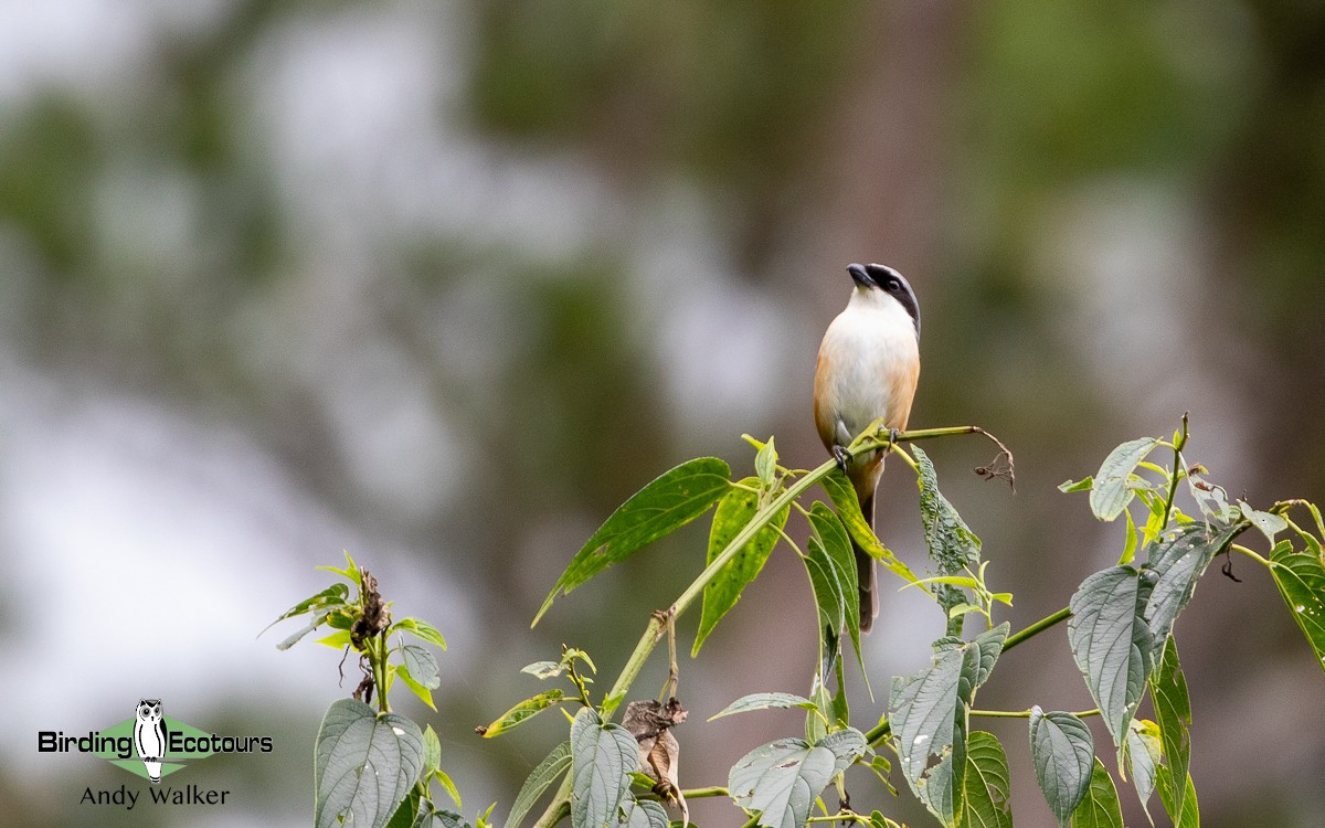 Mountain Shrike - Andy Walker - Birding Ecotours