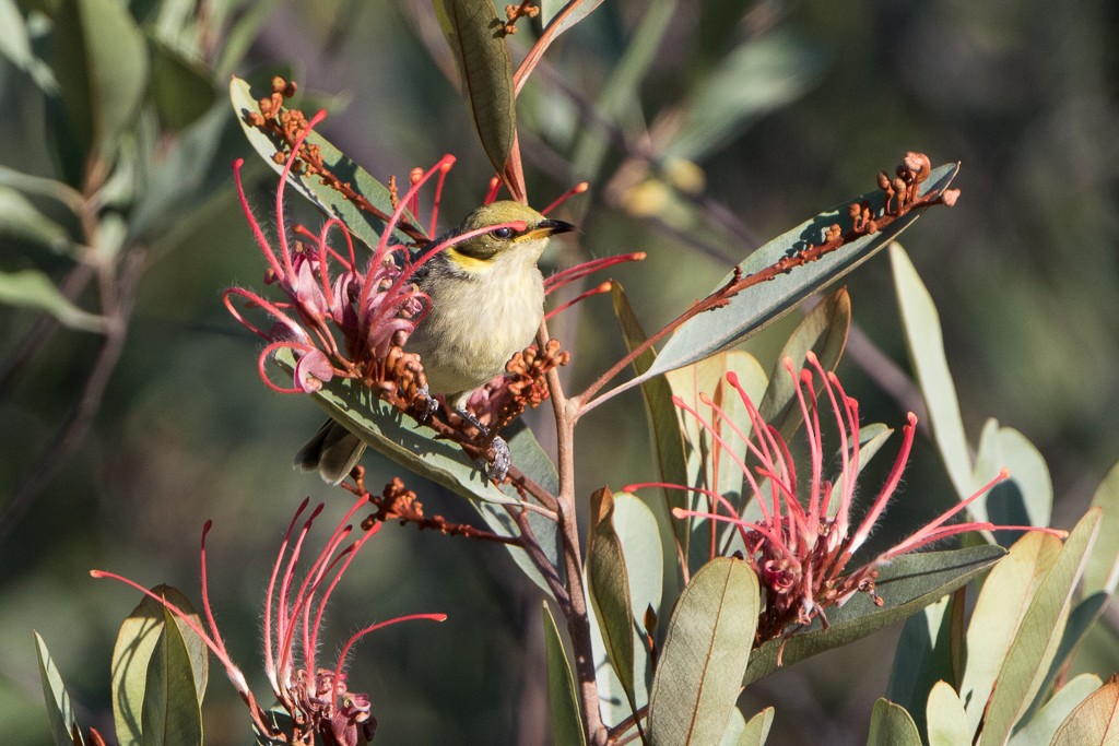 Gray-fronted Honeyeater - Mark and Bron Horvath