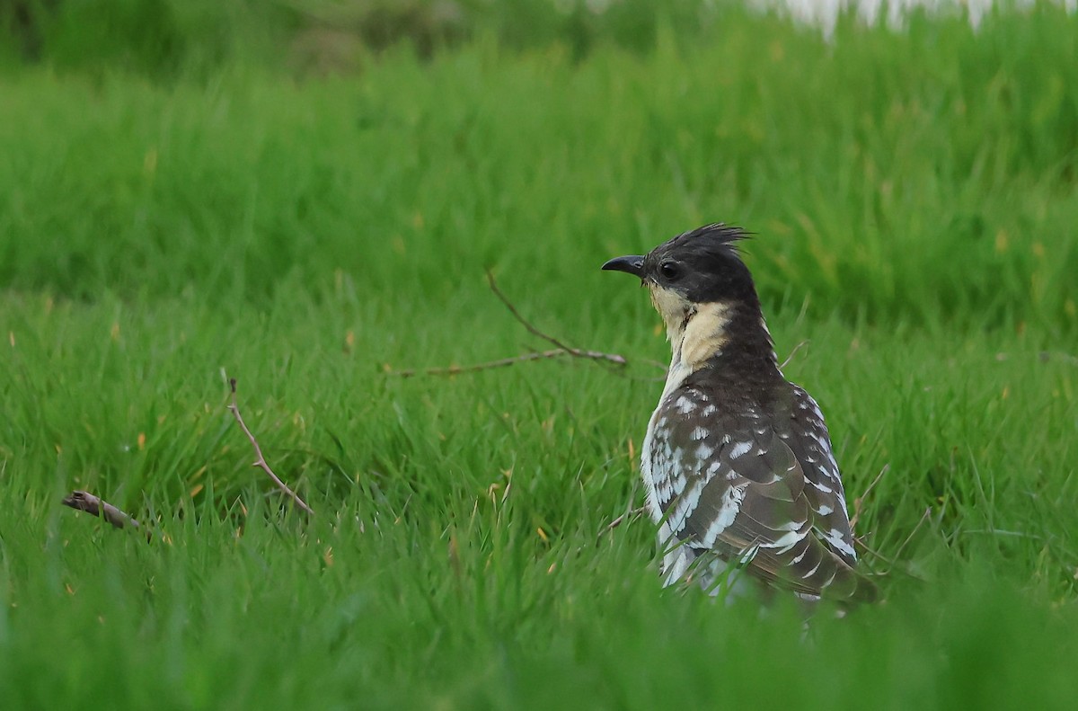 Great Spotted Cuckoo - ML535691641
