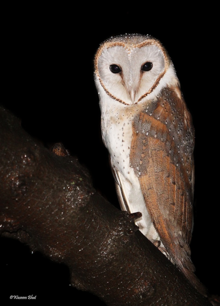 Barn Owl - Waseem Bhat