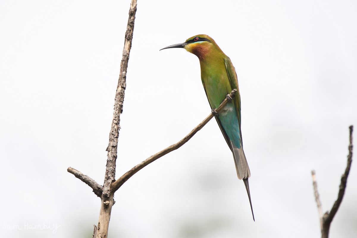 Blue-tailed Bee-eater - ML535698641