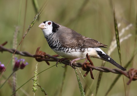 Cross And Zebra Finch Society