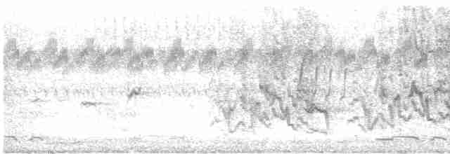 Белобрюхий воронец - ML535703091