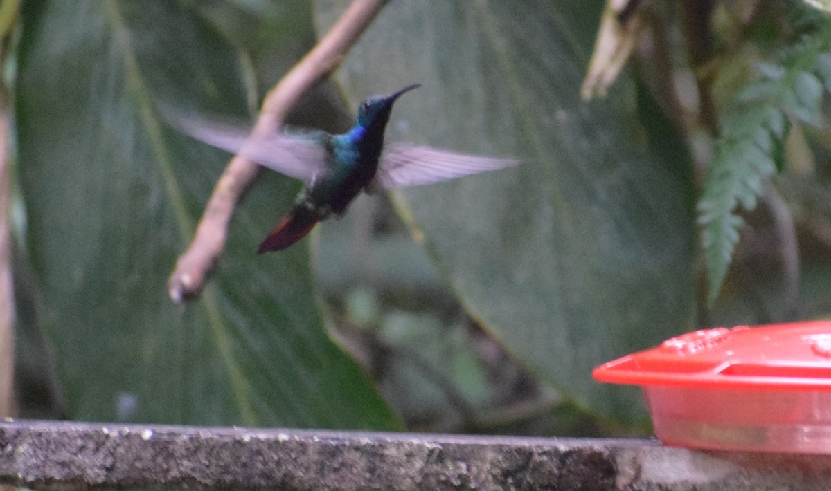 kolibřík azurovoprsý - ML535706561
