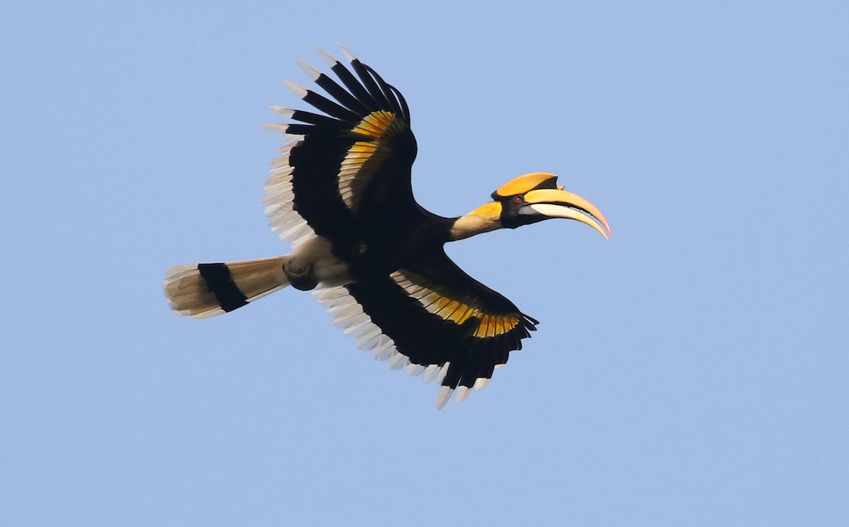 Great Hornbill - nick upton