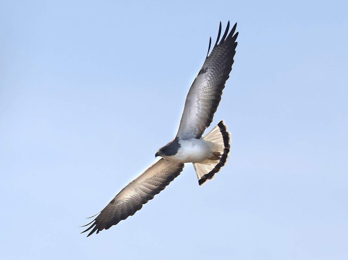 White-tailed Hawk - ML535707901