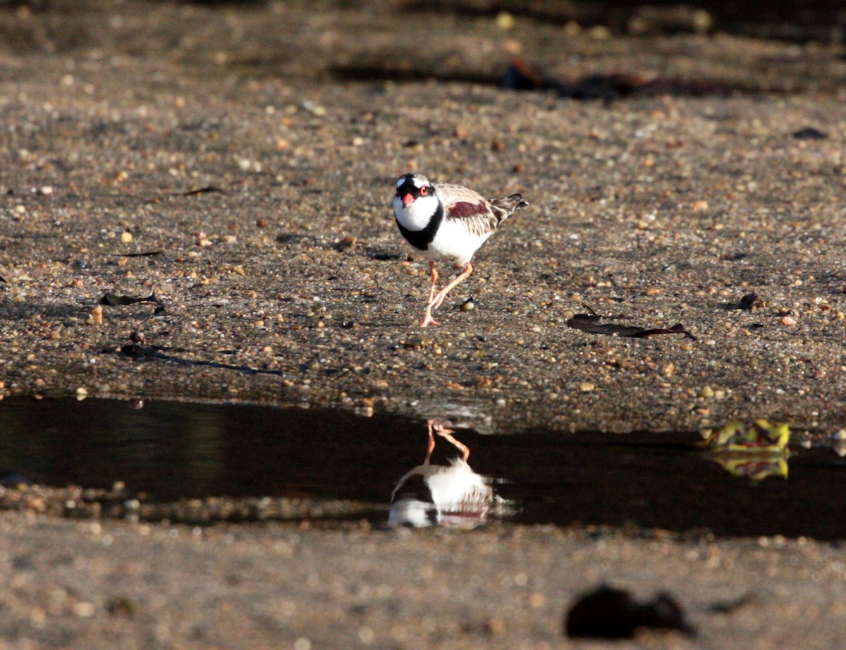 Black-fronted Dotterel - Corey Callaghan