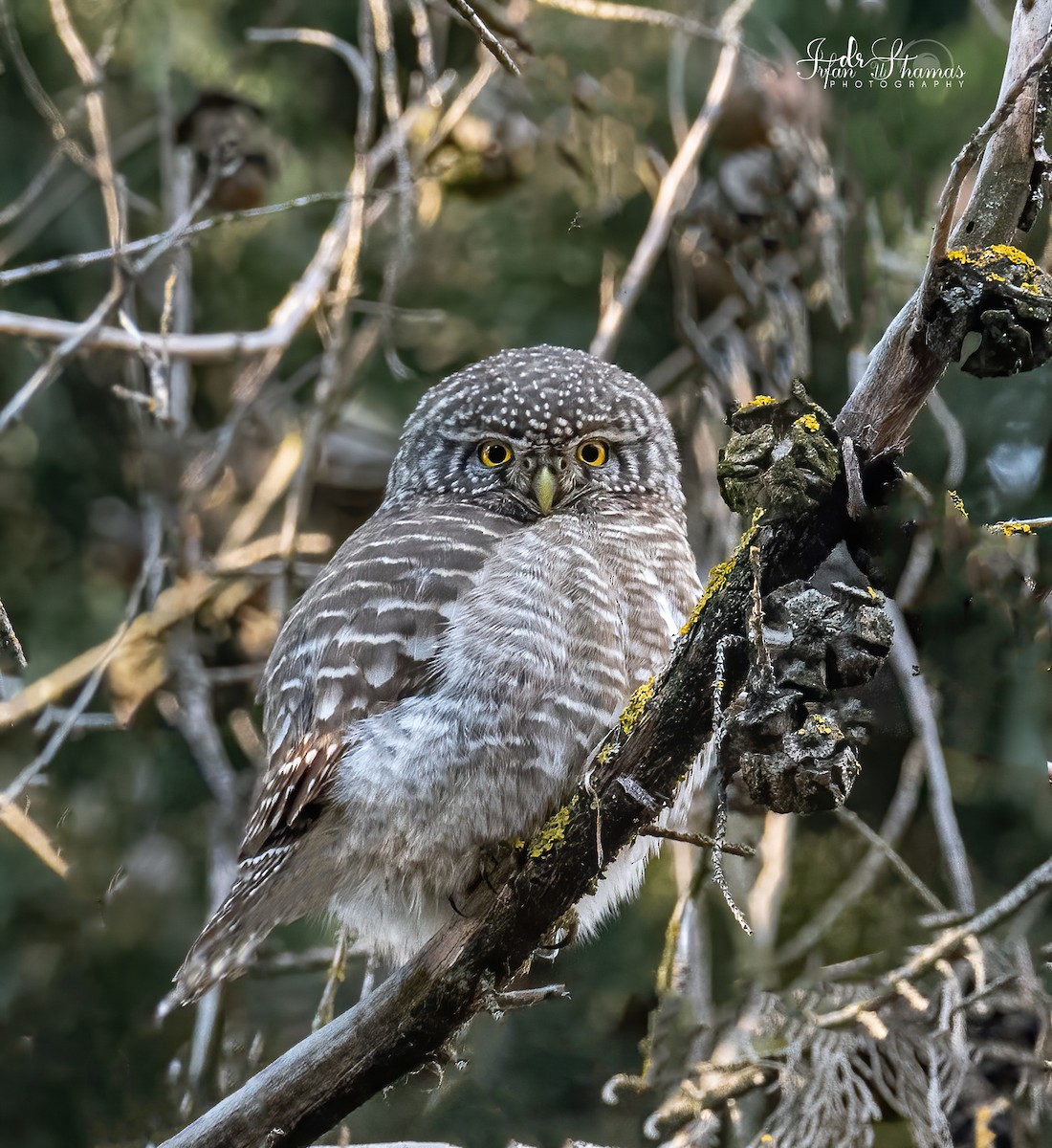 Collared Owlet - ML535721631