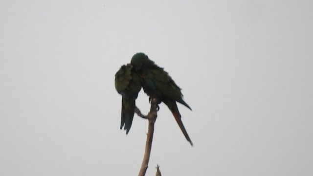 Chestnut-fronted Macaw - ML535728441