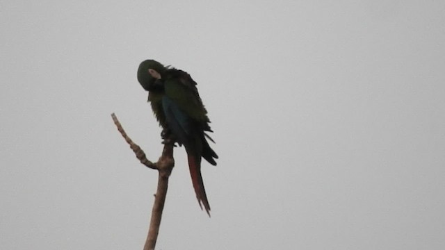 Chestnut-fronted Macaw - ML535728451